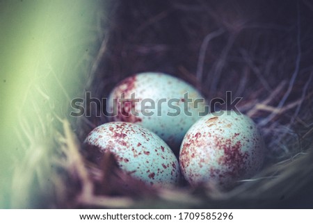 Dark Eyed Junco Eggs in a Nest