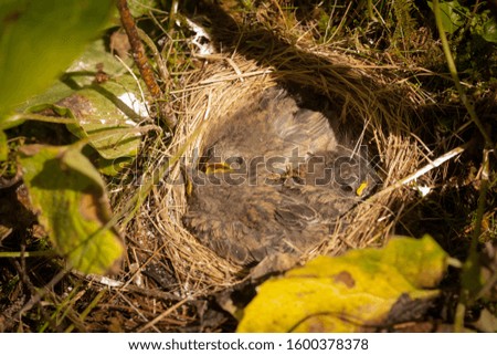Dark Eyed Junco fledglings in their ground nest.