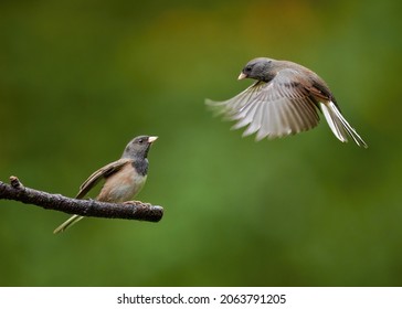 Dark eyed junco in flight with wings 