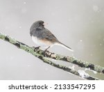 Dark eyed junco on a branch in the falling snow.