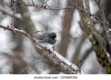 A Dark Eyed Junco Perched On A Tree Branch Makes A Pretty Winter Scene In Southwest Missouri. Bokeh Effect.