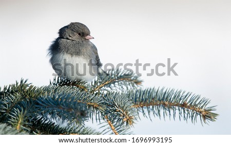 Dark eyed junco perched in winter
