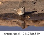 A Dark Eyed Junco stands at the edge of a puddle of water getting a drink on a sunny day. The still water reflects the bird with only a few small ripples.