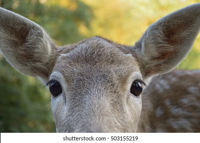 Dark Eyes Of A Roe Deer