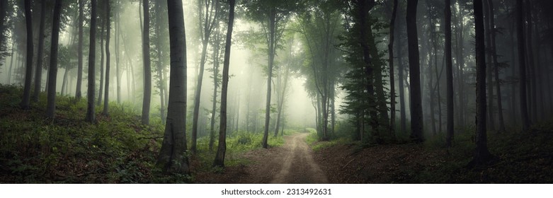 dark fantasy forest road panorama