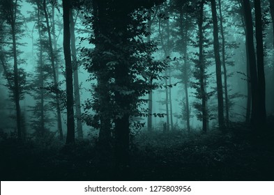 924 Scary grove Images, Stock Photos & Vectors | Shutterstock