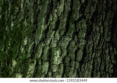 dark fantasy texture gray tree bark covered with green moss bewitching forest wallpaper background for design concept of wildlife
