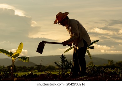 Dark farmer on light sunset working in organic farmland, gardener man holding hoe and dig soil for planting tree on hills and sky sunny background, worker wearing hat and happy working in rural