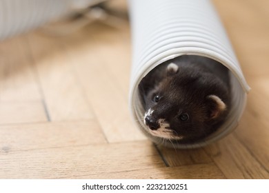 Dark ferret indoor posing for portrait inside of plastic tube toy