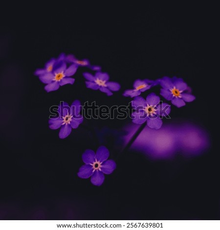 Similar – Image, Stock Photo pink forget-me-not flower