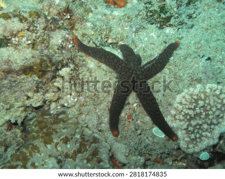 Dark five-armed sea star resting on a tropical coral reef. Red-tipped arms contrast with the textured black body of the benthic animal.