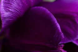 Dark Floral Backdrop. Violet Tulip Flower Petals Extremely Close Up Photo.