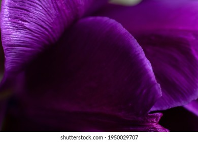 Dark floral backdrop. Violet tulip flower petals extremely close up photo. - Powered by Shutterstock