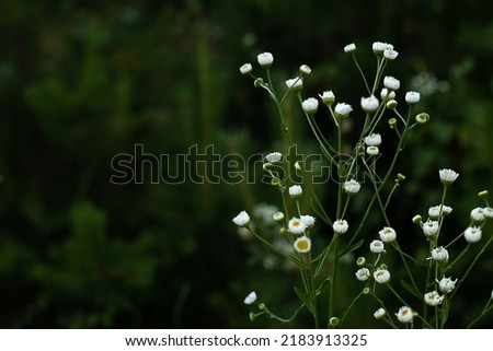 Dark floral background - defocused chamomile flowers on a blurry green background.