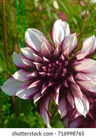The Dark Flower