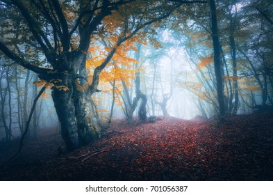 Dark fog forest. Mystical autumn forest with trail in blue fog. Old Tree. Beautiful landscape with misty trees, path, colorful yellow leaves. Nature background. Foggy forest with magical atmosphere  - Shutterstock ID 701056387