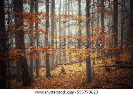 Similar – Foto Bild im Herbstwald Umwelt Natur