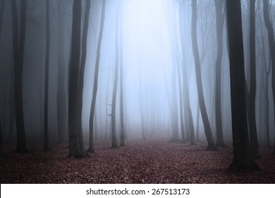 Dark Foggy Forest