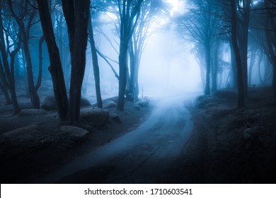 Dark foggy forest and path through it. Wild woodland nature background - Powered by Shutterstock