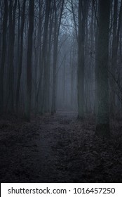 dark foggy forest in twilight - Shutterstock ID 1016457250