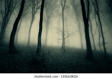 Dark Mysterious Forest Sunset Path Woods Stock Photo 1525321910 ...