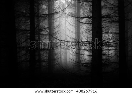 Similar – Image, Stock Photo Many shadows Tree Forest