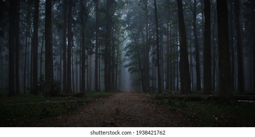 Dark forest in autumn fog - Powered by Shutterstock