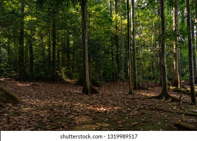 Dark Forest Background Stock Photo 1319989517 | Shutterstock