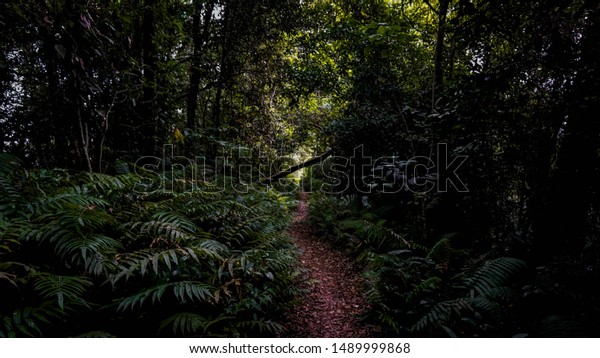 Dark Forest Background Small Dirt Road Stock Photo 1489999868 ...