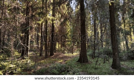 Dark forest with firs and pines on autumn, spring, summer day or early morning. Rays of sun and the sun through tree trunks and shadows on the ground