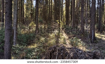 Dark forest with firs and pines on autumn, spring, summer day or early morning. Rays of sun and the sun through tree trunks and shadows on the ground