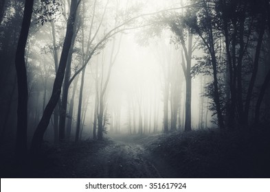 dark forest fog - Shutterstock ID 351617924