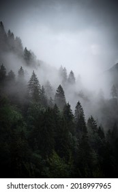 Dark Forest With Fog And Clouds