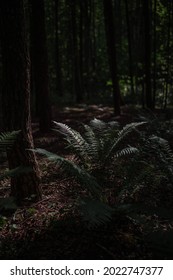 Dark Forest With Illuminated Ferns