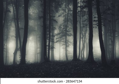 dark forest landscape at night