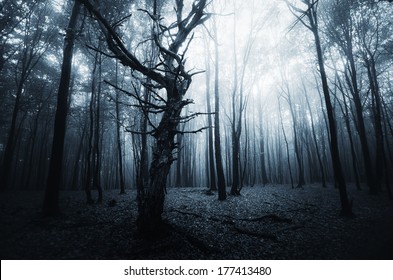 Dark Forest Landscape With Old Tree