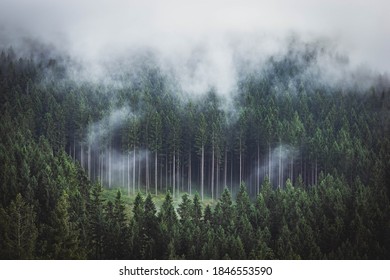 Dark forest in the mist