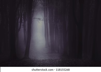 Dark forest | Moody fog into the autumnal forest | Album and book cover