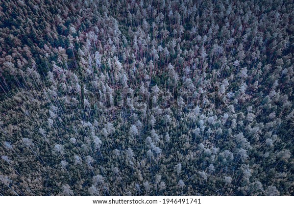 Dark forest in moon light aerial view. Blue\
toned image for texture and\
background