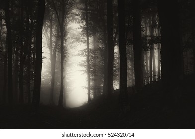 dark forest at night