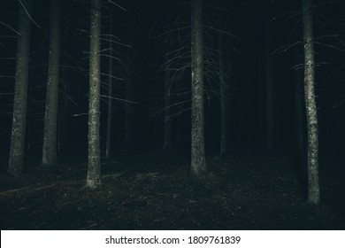 Dark Forest At The Night. Mysterious And Scary Atmosphere. Forest With Creepy Trees.