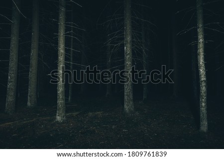 Dark forest at the night. Mysterious and scary atmosphere. Forest with creepy trees.