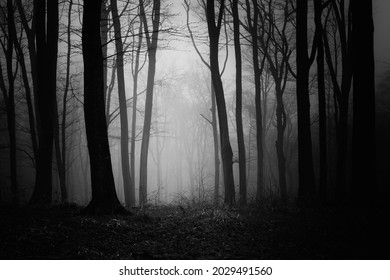 dark forest at night, scary woods - Shutterstock ID 2029491560