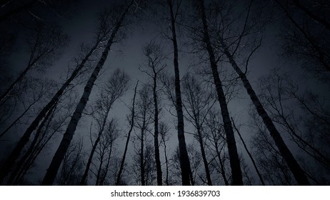 Dark forest. Night sky. Black silhouettes of tall trees. Horror mystical gothic nightmare spooky fear concept. Gloomy atmosphere. Paranormal supernatural surreal scenes. Copy space. Design. - Shutterstock ID 1936839703