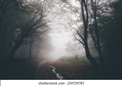 Dark Forest Path