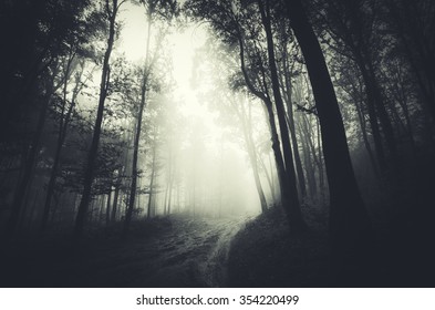 Dark Forest Path