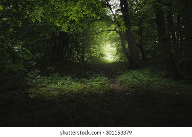 Dark Forest Path In Summer