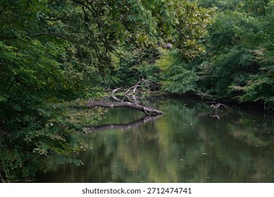 Dark forest river with reflection and fallen tree log on the water surface