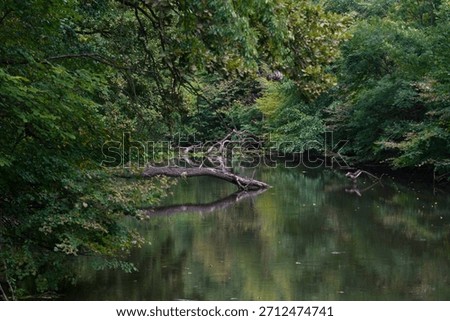 Dark forest river with reflection and fallen tree log on the water surface