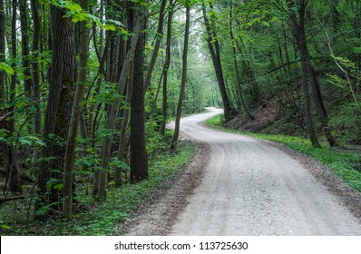 Dark Forest Road